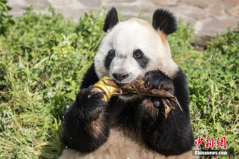 世界で唯一の三つ子パンダの長女「萌萌」が妊娠