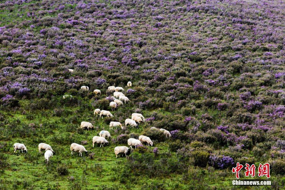 まるで紫の絨毯！山野埋め盡くすシャクナゲの花　甘粛天祝県