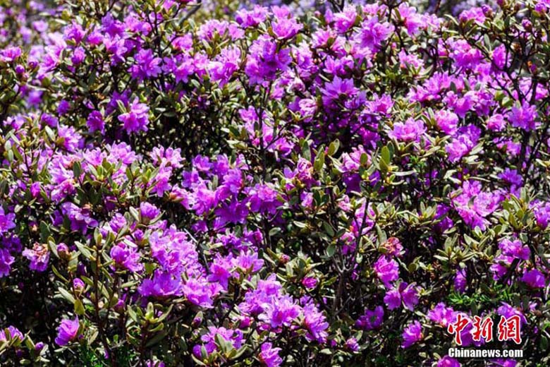 まるで紫の絨毯！山野埋め盡くすシャクナゲの花　甘粛天祝県