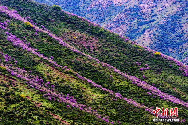 まるで紫の絨毯！山野埋め盡くすシャクナゲの花　甘粛天祝県