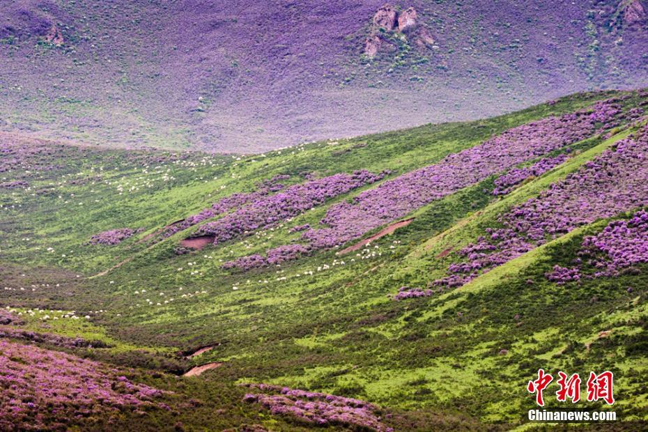 まるで紫の絨毯！山野埋め盡くすシャクナゲの花　甘粛天祝県