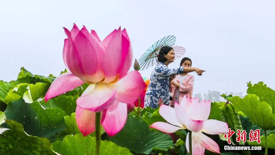 そぼ降る雨に濡れながら咲く蓮の花　江西省