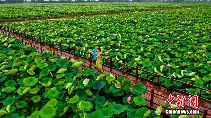 そぼ降る雨に濡れながら咲く蓮の花　江西省
