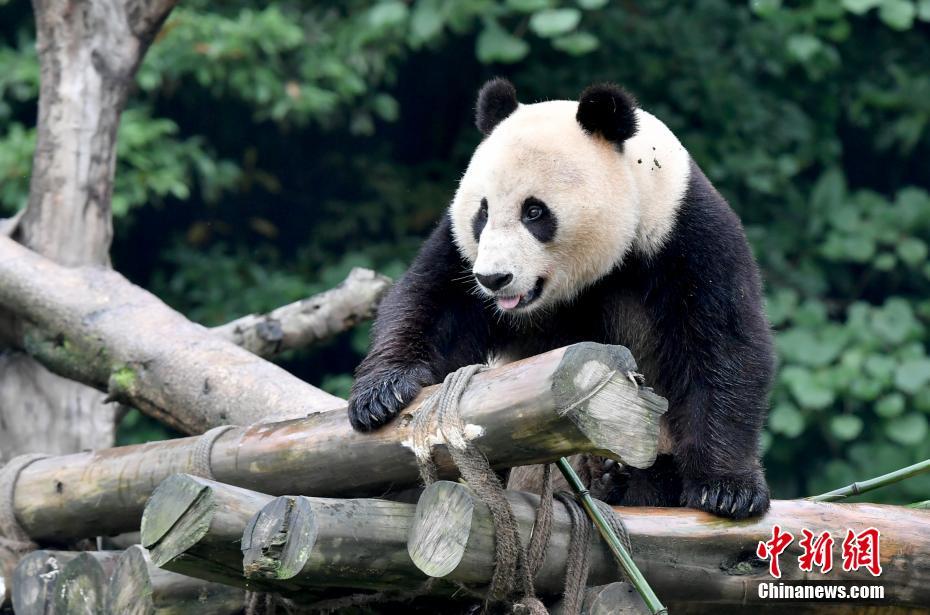 「洋行帰り」のパンダの親子「白雲」と「小禮物」、隔離検疫終える