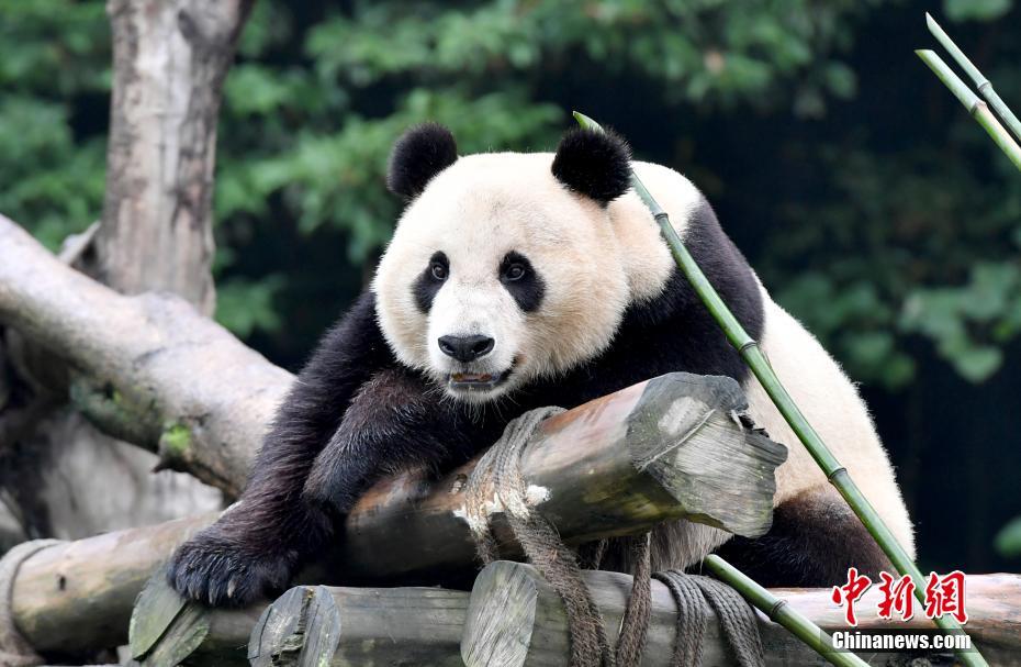 「洋行帰り」のパンダの親子「白雲(yún)」と「小禮物」、隔離検疫終える