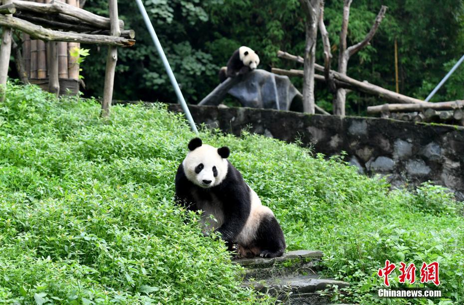 「洋行帰り」のパンダの親子「白雲(yún)」と「小禮物」、隔離検疫終える