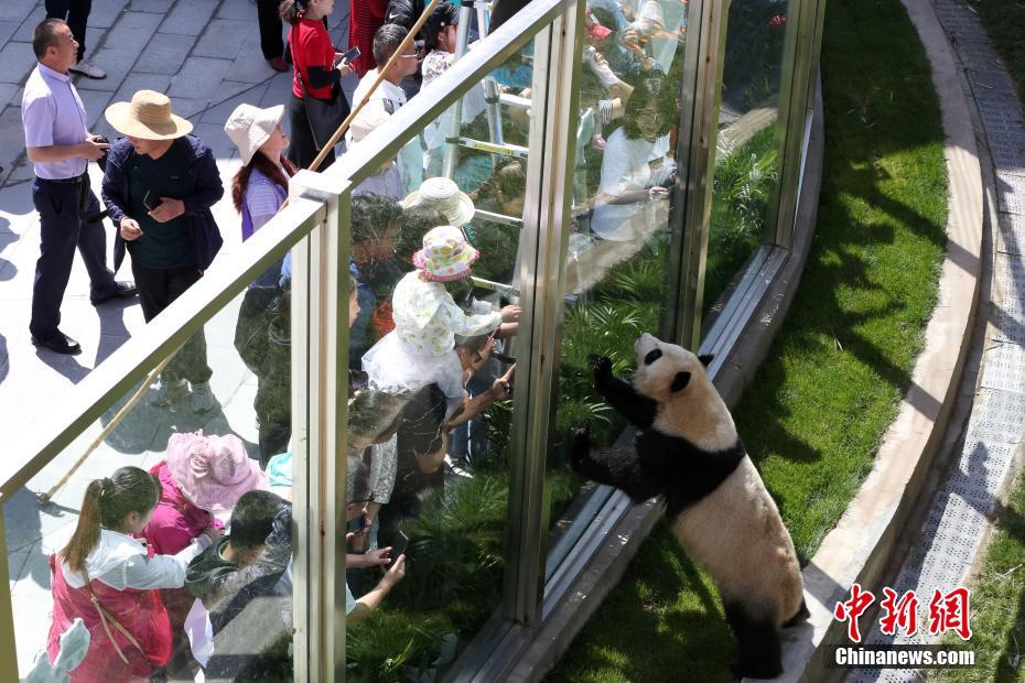 成都生まれの2頭のパンダ、青蔵高原で初めての誕生祝い