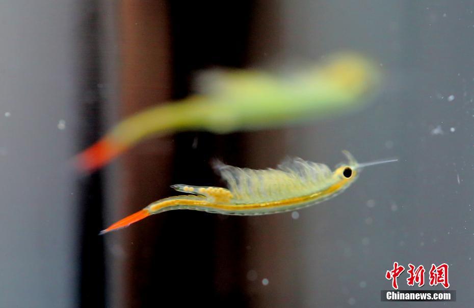 江蘇省、有史以前の動物「仙女エビ」が発見