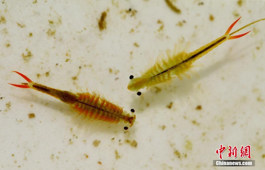 江蘇省、有史以前の動(dòng)物「仙女エビ」が発見