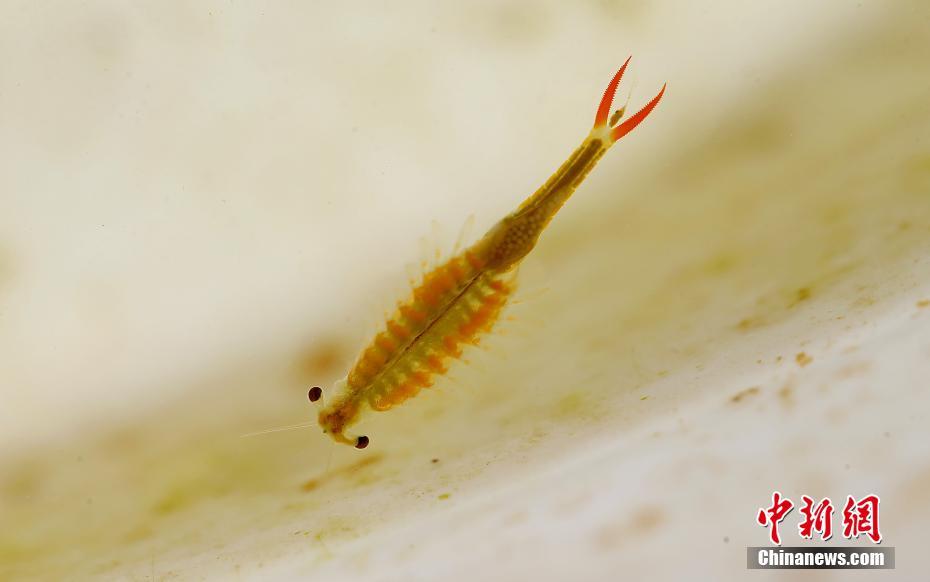 江蘇省、有史以前の動物「仙女エビ」が発見