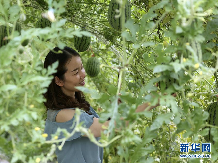 浙江省徳清県に実る「空中スイカ」　