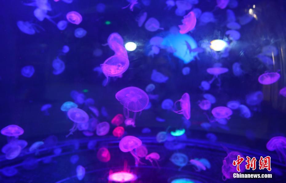 ユラユラと涼し気なクラゲの舞を楽しむ「夢幻クラゲ宮」　南京市