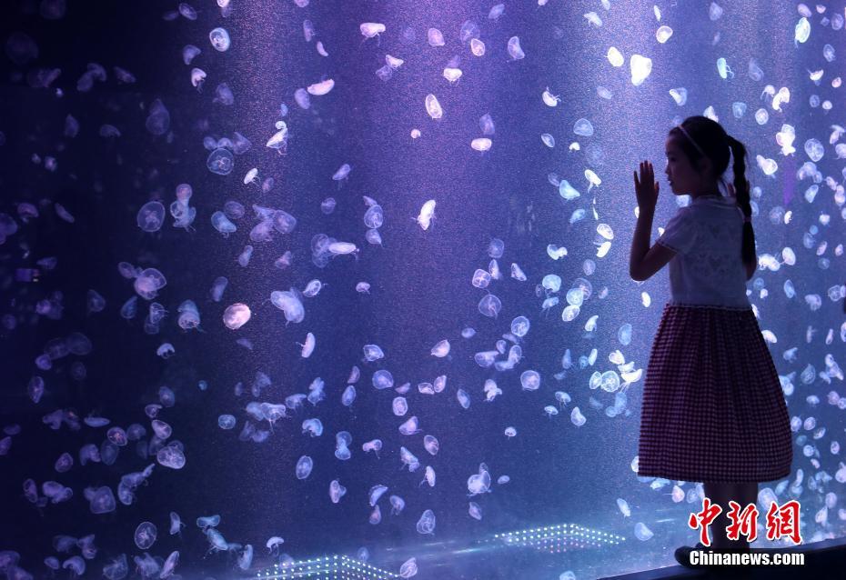 ユラユラと涼し気なクラゲの舞を楽しむ「夢幻クラゲ宮」　南京市