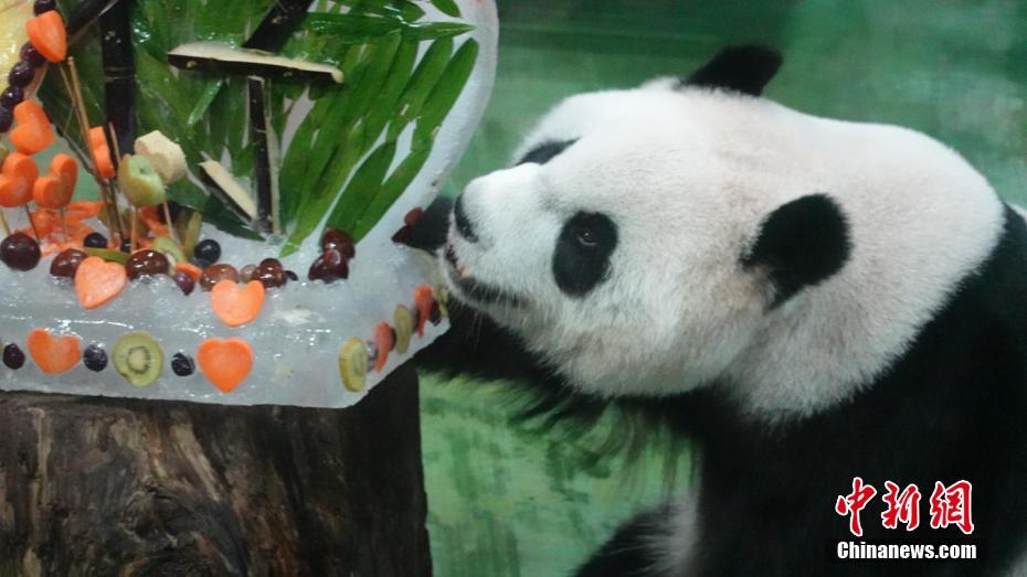 臺灣地區(qū)に寄贈されたパンダから生まれた子パンダ「圓仔」が6歳に