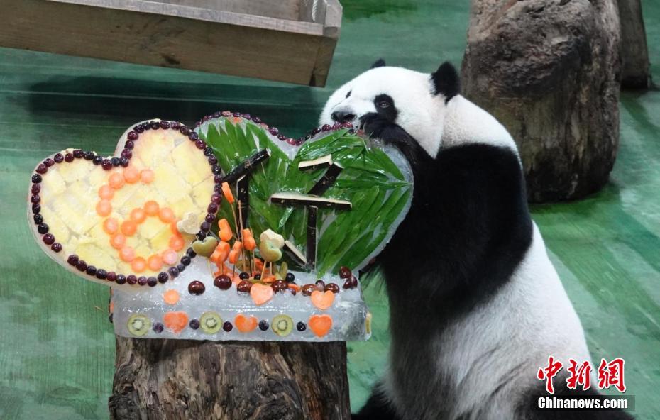 臺(tái)灣地區(qū)に寄贈(zèng)されたパンダから生まれた子パンダ「圓仔」が6歳に