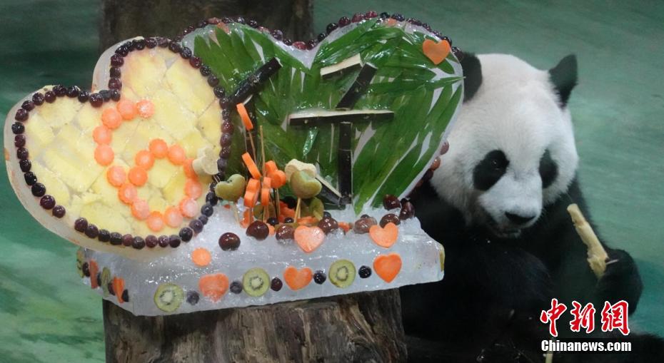 臺(tái)灣地區(qū)に寄贈(zèng)されたパンダから生まれた子パンダ「圓仔」が6歳に