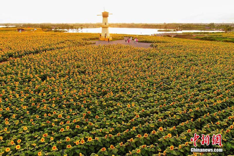 100ヘクタールにわたって咲き誇るヒマワリ畑　江蘇省白馬湖畔