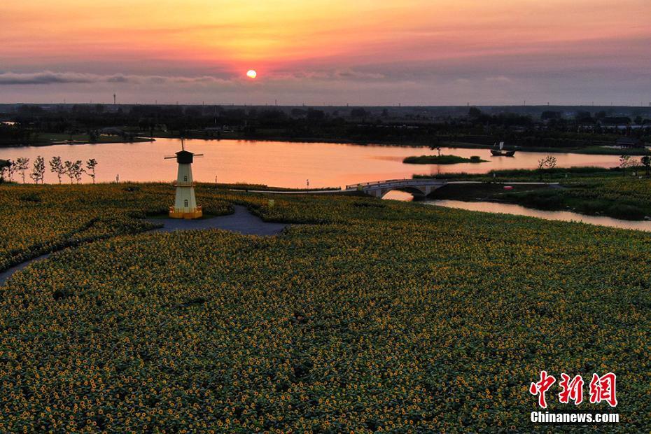 100ヘクタールにわたって咲き誇るヒマワリ畑　江蘇省白馬湖畔