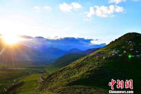 翡翠のごとき草原に點(diǎn)在する牛と羊　甘粛省南部の7月