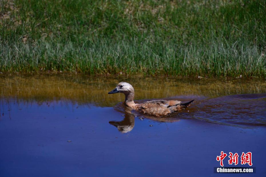 四季の風(fēng)景を同じフレームに　甘粛省塩池灣國家級自然保護(hù)區(qū)
