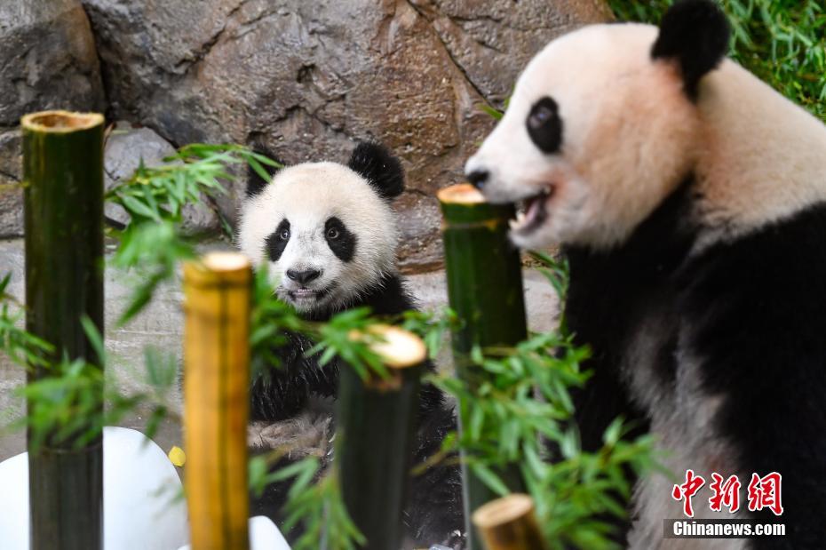 華南エリア初の2代目子パンダ「隆仔」が1歳の誕生日