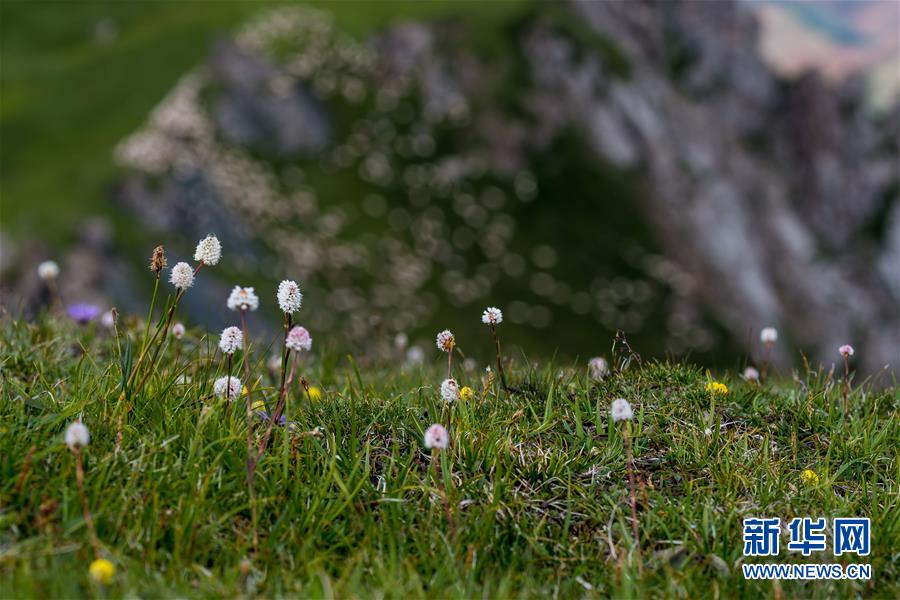 「天境祁連」の山々と草原に訪れた夏 青海省