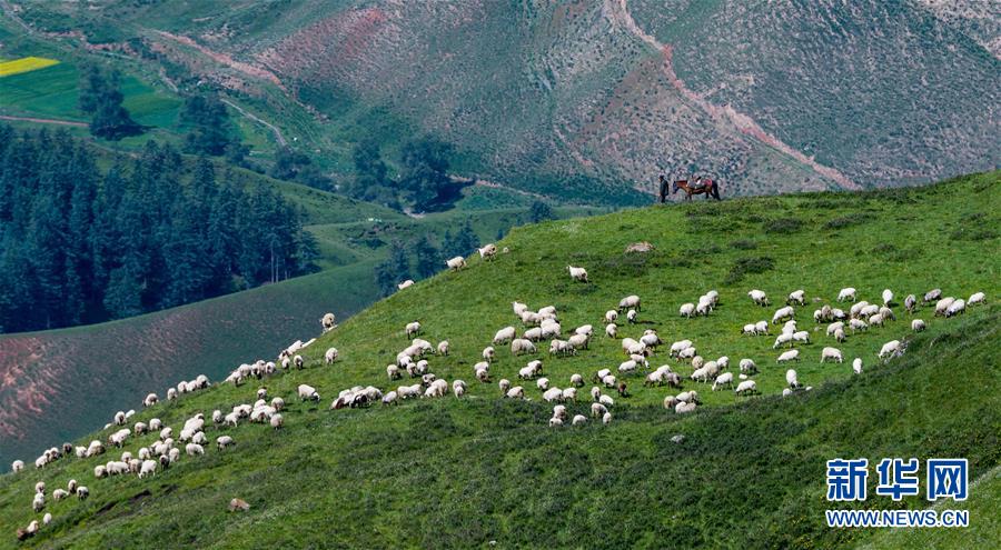 「天境祁連」の山々と草原に訪れた夏 青海省