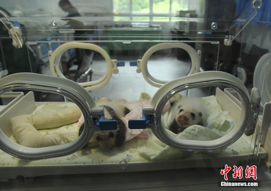 重慶市動(dòng)物園のパンダ2頭が同じ日にそれぞれ雙子を出産