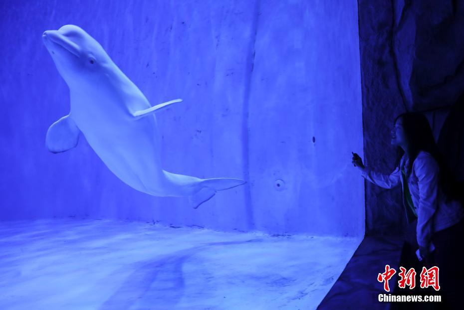 世界で海抜が最も高い総合大型水族館が間もなくオープン