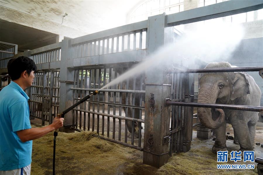 「ひんやり涼しい夏」過ごす上海動物園の動物たち