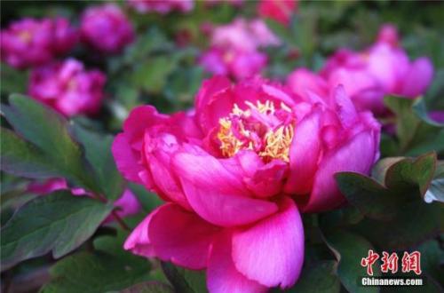 艶やかに咲く牡丹の花（撮影?韓章雲(yún)）。