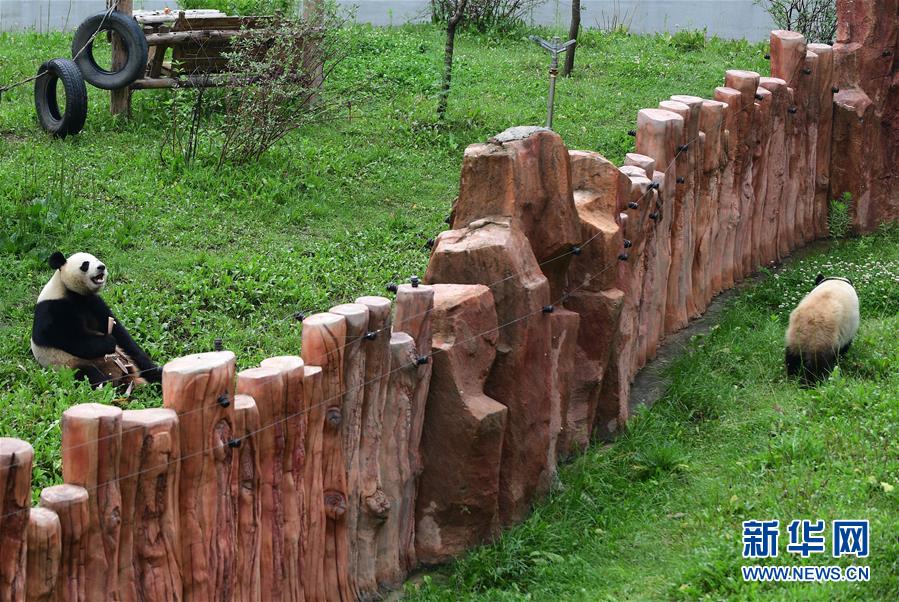 暑さ対策もバッチリ！パンダ姉妹の夏の過ごし方