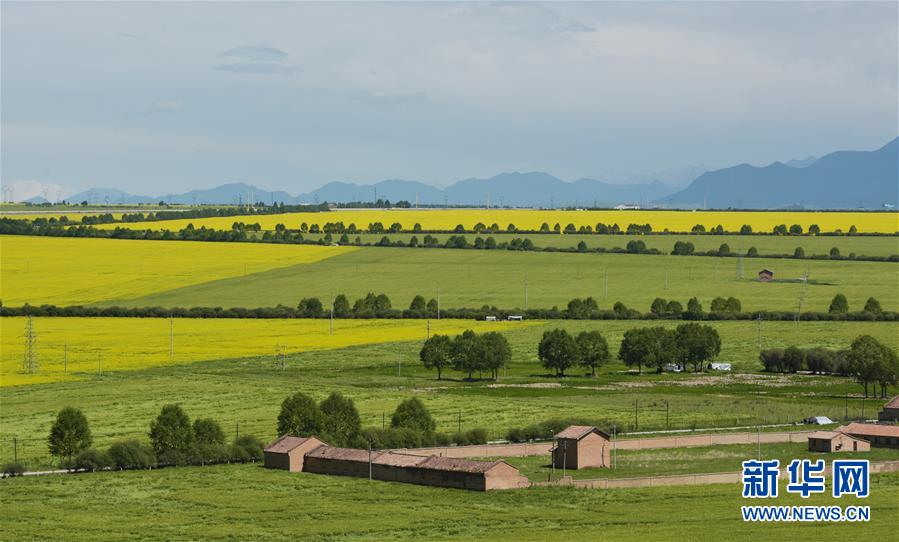観光客を魅了する一面の菜の花畑　青海省門源