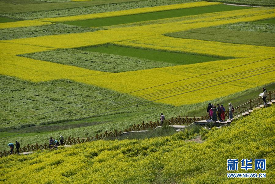 観光客を魅了する一面の菜の花畑　青海省門源