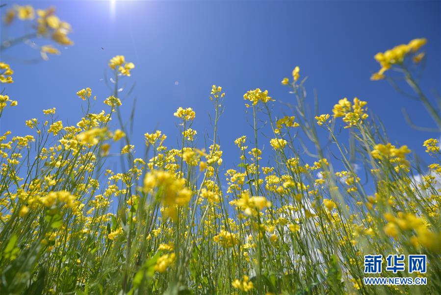 観光客を魅了する一面の菜の花畑　青海省門源