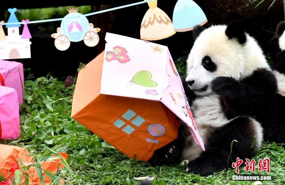 激萌え？赤ちゃんパンダ18頭の合同誕生パーティー　四川省