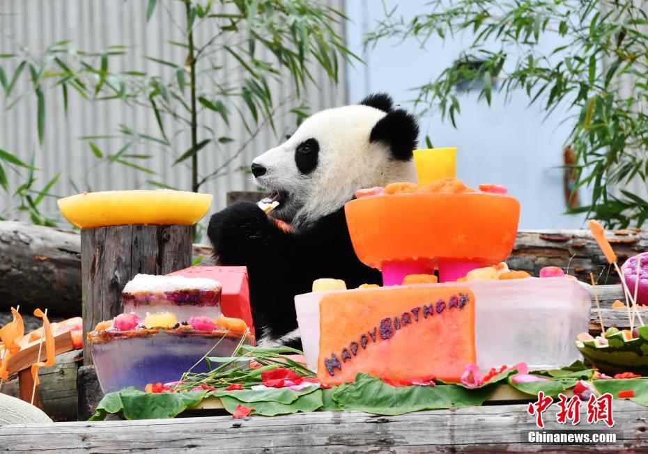 激萌え？赤ちゃんパンダ18頭の合同誕生パーティー　四川省