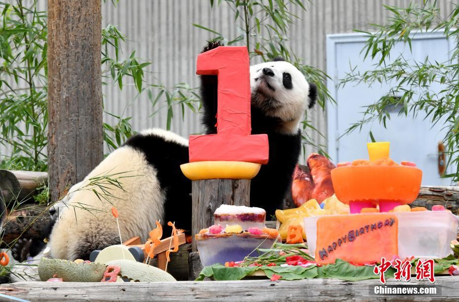激萌え？赤ちゃんパンダ18頭の合同誕生パーティー　四川省