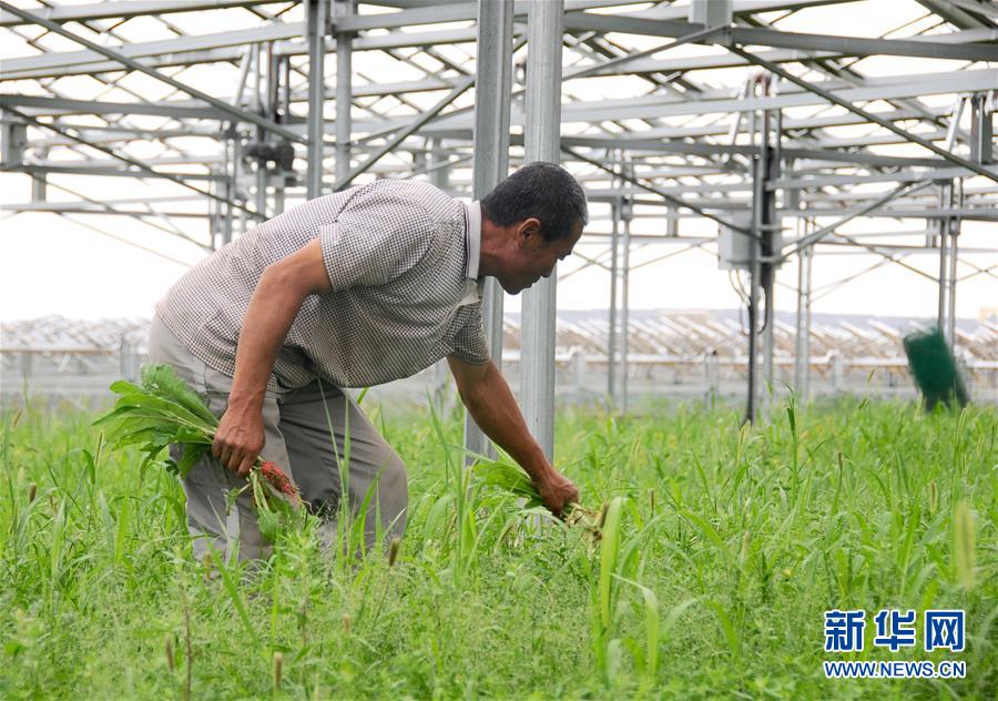 內(nèi)モンゴルのクブチ砂漠、 生態(tài)文明の花が咲く