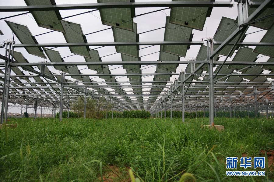 內(nèi)モンゴルのクブチ砂漠、 生態(tài)文明の花が咲く