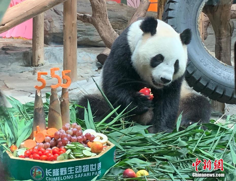 誕生日のご馳走を味わう三つ子パンダ（撮影?王華）。