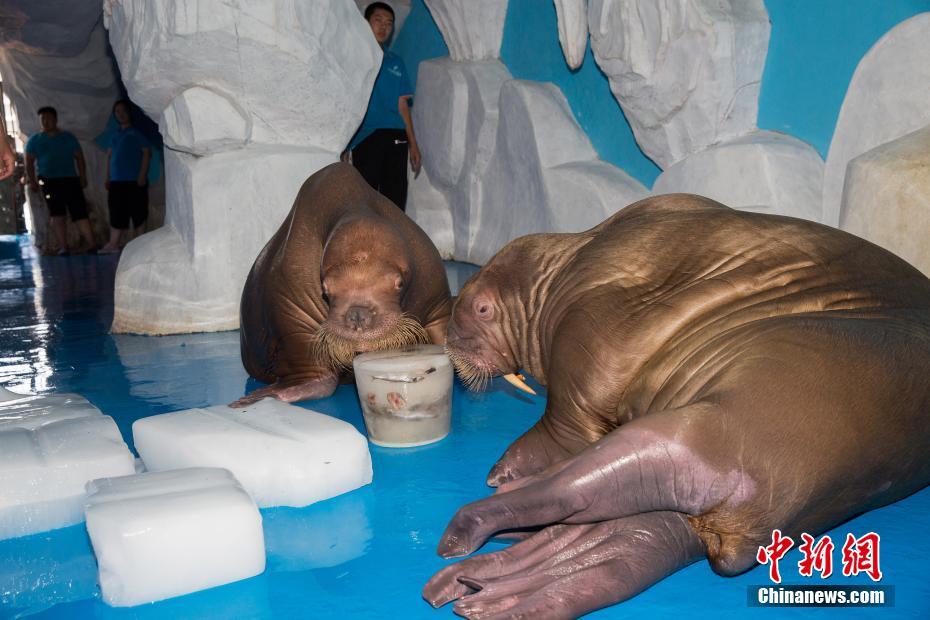 氷のベッドにアイスキャンデー　海洋動(dòng)物たちに「冷たい贈(zèng)り物」