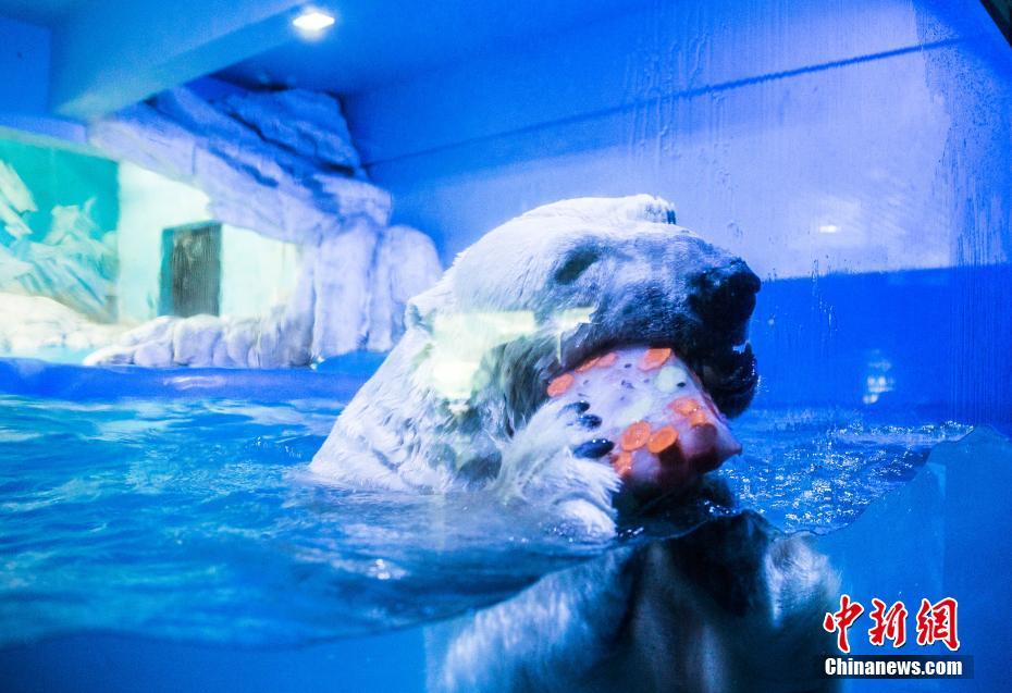 氷のベッドにアイスキャンデー　海洋動(dòng)物たちに「冷たい贈(zèng)り物」