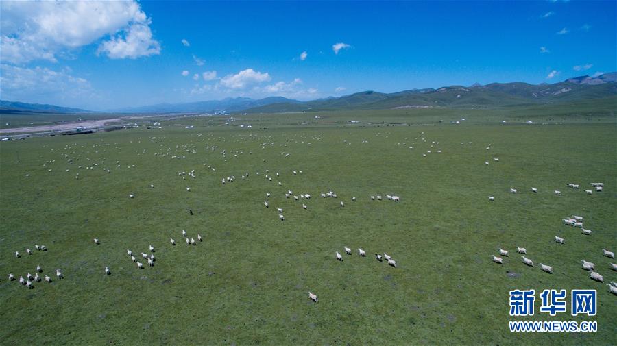 青い空、白い雲(yún)、緑の草原広がる美しい夏の放牧風(fēng)景　青海省