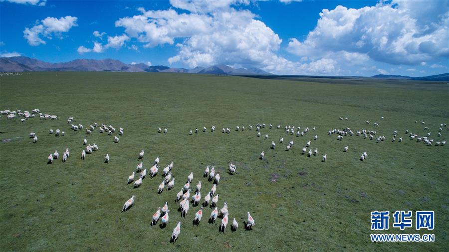 青い空、白い雲(yún)、緑の草原広がる美しい夏の放牧風(fēng)景　青海省