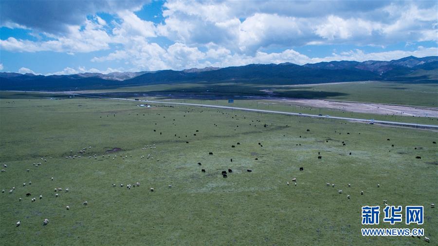 青い空、白い雲(yún)、緑の草原広がる美しい夏の放牧風(fēng)景　青海省