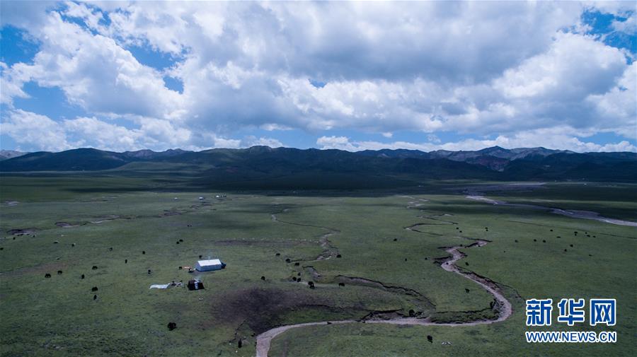 青い空、白い雲(yún)、緑の草原広がる美しい夏の放牧風(fēng)景　青海省