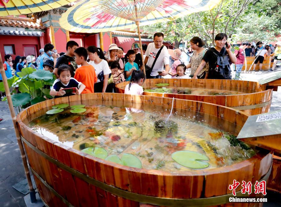 ゆらゆらと泳ぐ金魚楽しむ　北京の故宮で金魚のテーマ展
