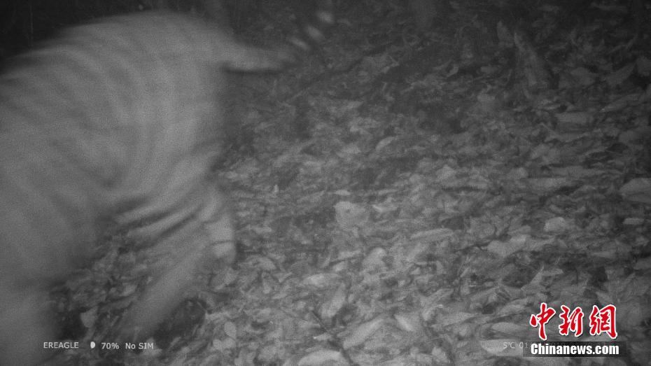 中國の科學者、野外で生きたベンガルトラの寫真を初撮影