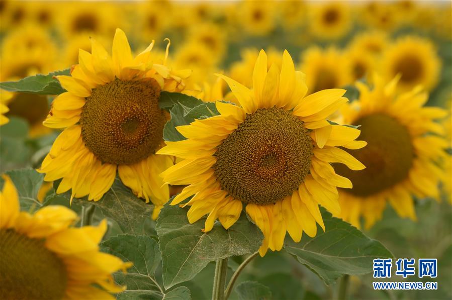 ヒマワリ満開、秋の風(fēng)景　甘粛省